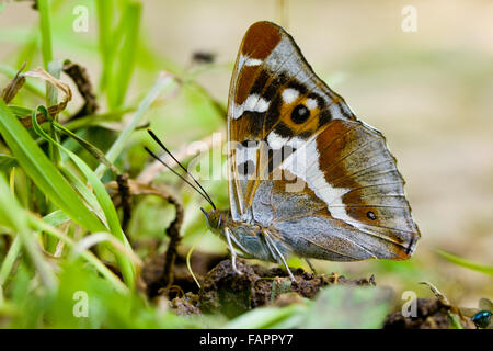 La parte inferiore di Viola imperatore butterfly Apatura iris al piano terra il percorso tenendo sali e nutrienti in boschi Fermyn riserva naturale Northhampton Foto Stock