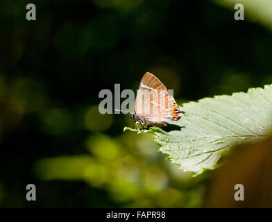 Lettera di bianco Hairstreak Strymonidia w-album butterfly Fermyn nei boschi della riserva naturale Northhampton Brigstock Englang REGNO UNITO Foto Stock