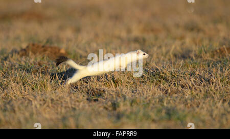 Ermellino (Mustela erminea) in cappotto, saltando, caccia, Giura Svevo riserva della biosfera, Baden-Württemberg Foto Stock