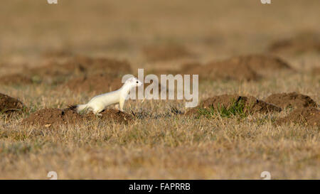 Ermellino (Mustela erminea) in cappotto, cumuli di terra reso dalla European water vole (Arvicola terrestris) Foto Stock