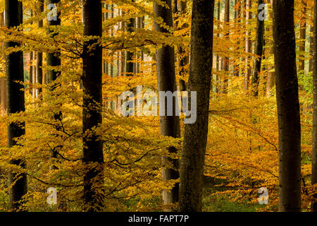 Il faggio (Fagus sp.) alberi con fogliame di autunno, foresta, Mindelheim, Baviera, Germania Foto Stock