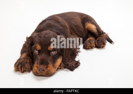 Carino Cocker Spaniel cucciolo di cane che stabilisce guardando in alto, triste o colpevole Foto Stock