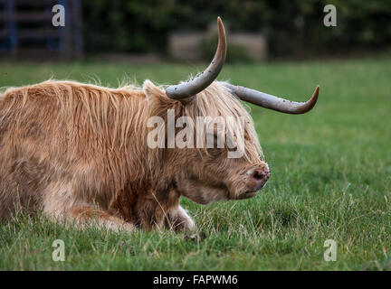 Longhorn Steer pascolano in un pascolo verde Foto Stock