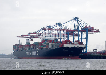 'YM testimone', Yang Ming, contenitore terminale 'Tollerort',Harbour, Amburgo, Germania Foto Stock