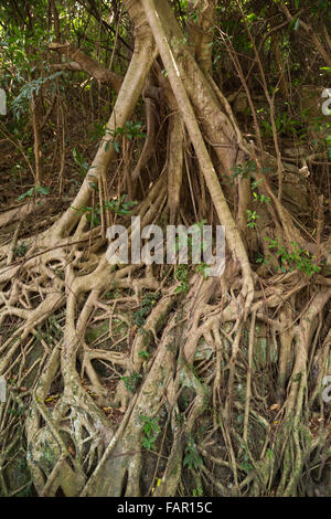 Radici di una gomma indiana tree (Ficus elastica), chiamato anche la gomma fig, a Hong Kong, Cina. Foto Stock