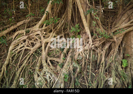 Radici di una gomma indiana tree (Ficus elastica), chiamato anche la gomma fig, a Hong Kong, Cina. Foto Stock