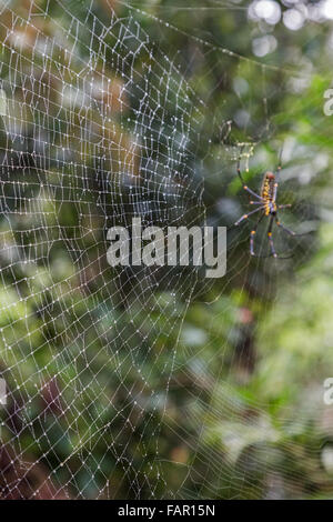 Close-up di un umido spiderweb, Golden silk orb-weaver spider (o giganti ragni di legno o di banane ragni) (Nephila) sullo sfondo Foto Stock