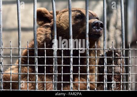 Europea di orso bruno in cattività, pawing alla gabbia. Un Europeo l'orso bruno (Ursus arctos) cercando mournfully fuori Foto Stock