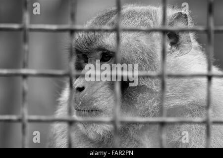 In gabbia cercando di babbuino pensieroso in bianco e nero. Un captive monkey testa-shot in verticale Foto Stock