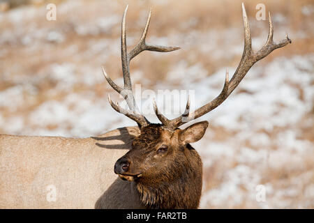 Royal Elk in piedi forti in un campo invernale Foto Stock