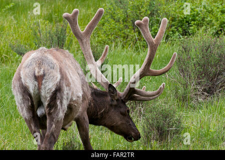 Bull Elk con coperta in velluto palchi camminando in un campo Foto Stock