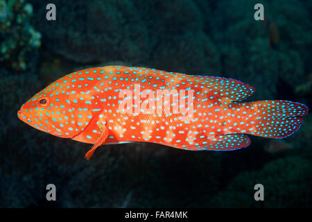 Coral raggruppatore, noto anche come Coral Cod e Coral Hind. Cephalopholis miniata. Tulamben, Bali, Indonesia. Mare di Bali, Oceano Indiano Foto Stock