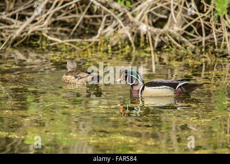 Maschi e femmine di anatra di legno a nuotare in un fiume di Ridgefield National Wildlife Refuge in Ridgefield, Washington, Stati Uniti d'America. Foto Stock