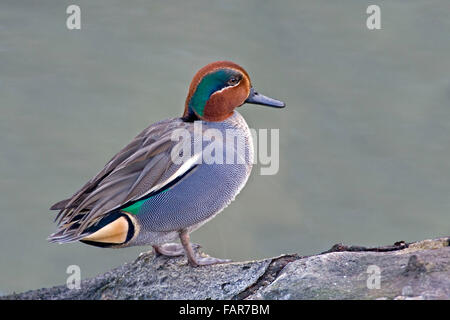 Voce maschile Eurasian Teal, Anas crecca Foto Stock