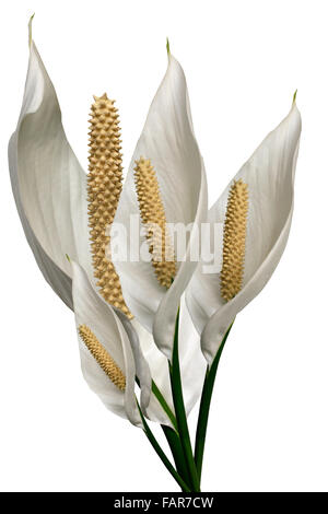 Un mazzetto di gigli di pace su sfondo bianco Foto Stock