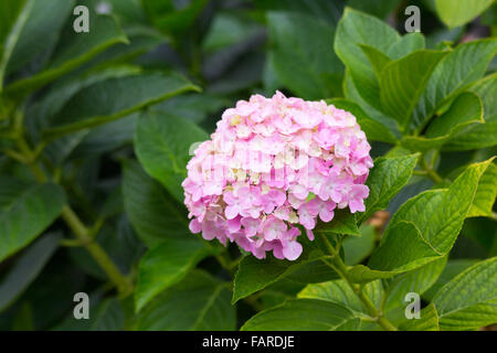 Molti petali di fiori in rosa Foto Stock