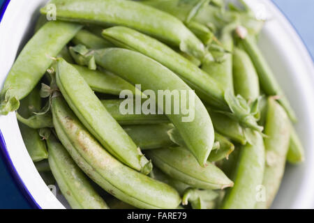 Pisum sativum var. macrocarpon. Appena raccolto zucchero piselli a scatto in un colapasta di smalto. Foto Stock