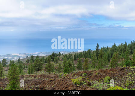 Pineta sul versante della montagna, isola di Tenerife, Spagna Foto Stock