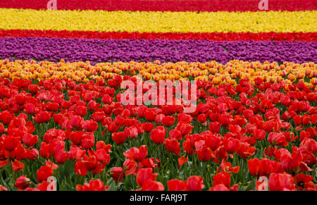Campi di tulipani colorati nella Skagit Valley, stato di Washington, durante l'annuale festival dei tulipani della Skagit Valley in primavera. Foto Stock