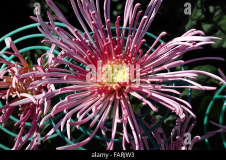 Piena fioritura crisantemo fiori nel giardino Foto Stock