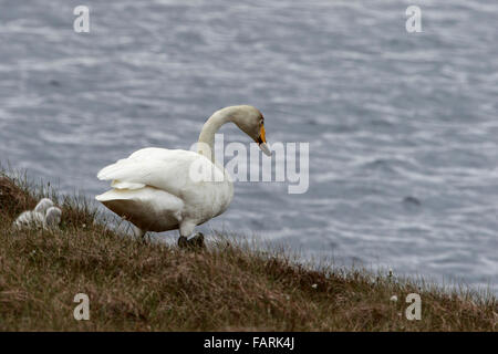 Whooper Swan Cygnus cygnus adulto con cygnet su loch shore Foto Stock