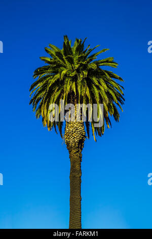 Unico albero di palme contro il cielo blu, St Kilda, Melbourne, Australia Foto Stock