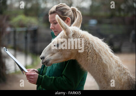 ZSL, lo Zoo di Londra, Regno Unito. 4 gennaio, 2016. Armati di cartelline, calcolatrici e telecamere, i custodi del giardino zoologico allo Zoo di Londra eseguire la constatazione annua. Un requisito di ZSL London Zoo di licenza, la revisione annuale dei conti prende i detentori di una settimana per completare e tutte le informazioni vengono condivise con i giardini zoologici in tutto il mondo tramite la specie internazionale Information System, dove è utilizzato per la gestione di tutto il mondo di programmi di allevamento di animali in pericolo. Credito: Malcolm Park editoriale/Alamy Live News Foto Stock