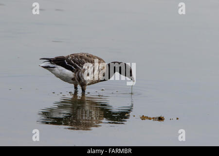 Brent Goose (-pallido) panciuto Branta bernicula hrota adulto Alimentazione nella baia poco profonda Foto Stock