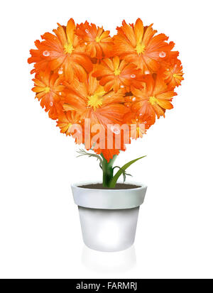 Una bella forma di cuore di Orange Gerbera Daisy in vaso, su sfondo bianco Foto Stock