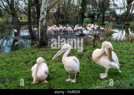 Londra, Regno Unito. 4 gennaio, 2016. Rosa-backed pellicani sono contati durante lo Zoo di Londra annuale della constatazione degli animali effettuati ogni gennaio dalla Società Zoologica di Londra (ZSL), un massiccio constatazione obbligatoria per accedere tutti i dati per la specie internazionale Information System (ISIS). Il conteggio è richiesta come parte del London Zoo licenza; con la finale di dati vengano condivisi con altri giardini zoologici in tutto il mondo per la gestione internazionale di programmi di allevamento di animali in pericolo Credit: Guy Corbishley/Alamy Live News Foto Stock