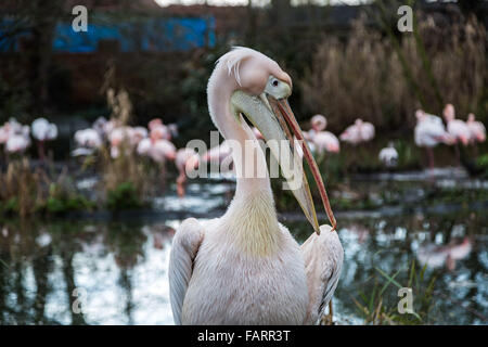 Londra, Regno Unito. 4 gennaio, 2016. Rosa-backed pellicani sono contati durante lo Zoo di Londra annuale della constatazione degli animali effettuati ogni gennaio dalla Società Zoologica di Londra (ZSL), un massiccio constatazione obbligatoria per accedere tutti i dati per la specie internazionale Information System (ISIS). Il conteggio è richiesta come parte del London Zoo licenza; con la finale di dati vengano condivisi con altri giardini zoologici in tutto il mondo per la gestione internazionale di programmi di allevamento di animali in pericolo Credit: Guy Corbishley/Alamy Live News Foto Stock