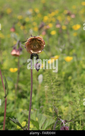 Acqua Avens geum rivale Foto Stock