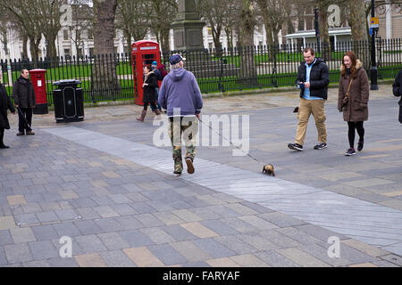 L'uomo cammina il suo pet Ferret in Londra Greenwich Foto Stock