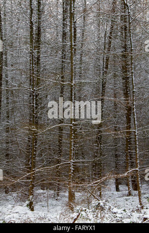 Un fitto bosco di larici giovani alberi in inverno Foto Stock