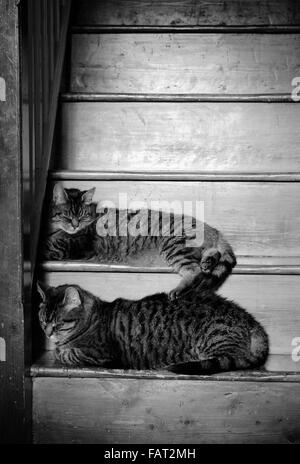 Due gatti tabby addormentato su una scala di legno. Foto Stock