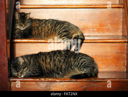 Due gatti tabby addormentato su una scala di legno. Foto Stock