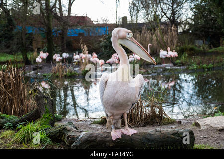 Londra, Regno Unito. 4 gennaio, 2016. Rosa-backed pellicani sono contati durante lo Zoo di Londra annuale della constatazione degli animali effettuati ogni gennaio dalla Società Zoologica di Londra (ZSL), un massiccio constatazione obbligatoria per accedere tutti i dati per la specie internazionale Information System (ISIS). Il conteggio è richiesta come parte del London Zoo licenza; con la finale di dati vengano condivisi con altri giardini zoologici in tutto il mondo per la gestione internazionale di programmi di allevamento di animali in pericolo Credit: Guy Corbishley/Alamy Live News Foto Stock