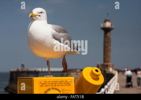 Una vista ravvicinata di un gabbiano sulla parte superiore di un telescopio a Whitby Harbour con il molo e il faro in background Foto Stock