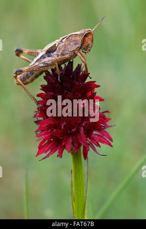 Black Vanilla orchid (Gymnadenia austriaca / Nigritella austriaca) con grasshopper (Gomphocerinae sp.), il Gran Paradiso NP, Italia Foto Stock