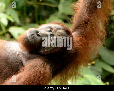 Orangutan in Sepilok Orangutan centro di riabilitazione Malaysian Borneo Foto Stock