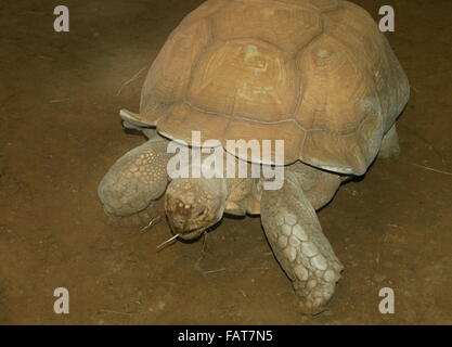 Spronato africana o tartaruga Sulcata tartaruga (Geochelone sulcata) Foto Stock