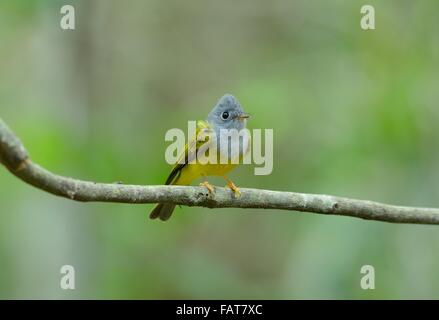 Bella grigio-guidato canarino- flycatcher (Culicicapa ceylonensis) nella foresta thailandese Foto Stock