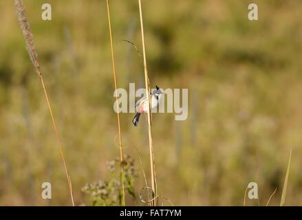 Bel rosso-whiskered Bulbul (Pycnonotus jocosus) di appoggio nel ramo Foto Stock