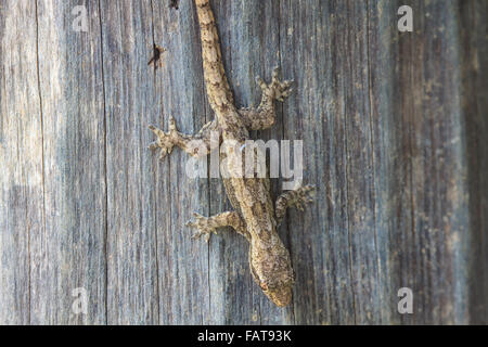 Vicino la casa piccola lucertola sulla struttura ad albero Foto Stock