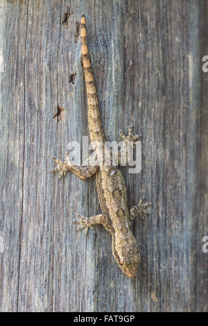 Vicino la casa piccola lucertola sulla struttura ad albero Foto Stock