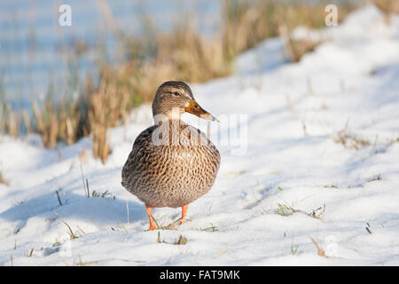 Il Germano Reale, Anas Platyrhynchos, femmina sulla neve, Foto Stock