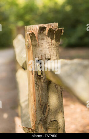 Corteccia a un paese del palo da recinzione Foto Stock