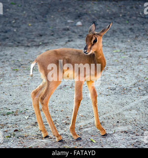 Baby dama Gazzella (Nanger dama mhorr) Foto Stock