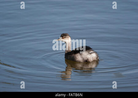 Nero a collo svasso, Podiceps nigricollis, Eared svasso, capretti autunno, Foto Stock