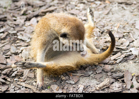 Meerkat (Suricata suricatta) in posizione divertente Foto Stock